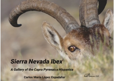 Sierra Nevada Ibex