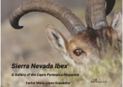 Sierra Nevada Ibex
